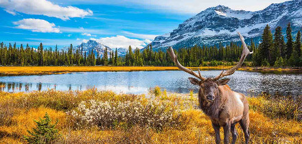 Visa requirements for India passport holders traveling to Canadian